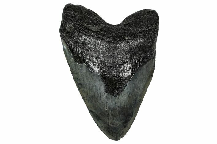 Fossil Megalodon Tooth - South Carolina #340294